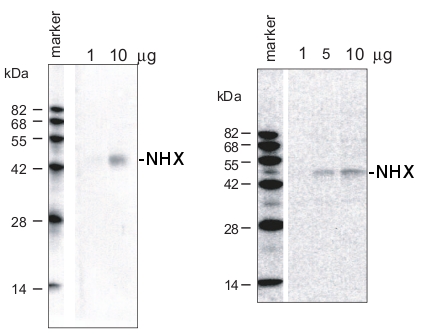 western blot detection using NHX antibodies 